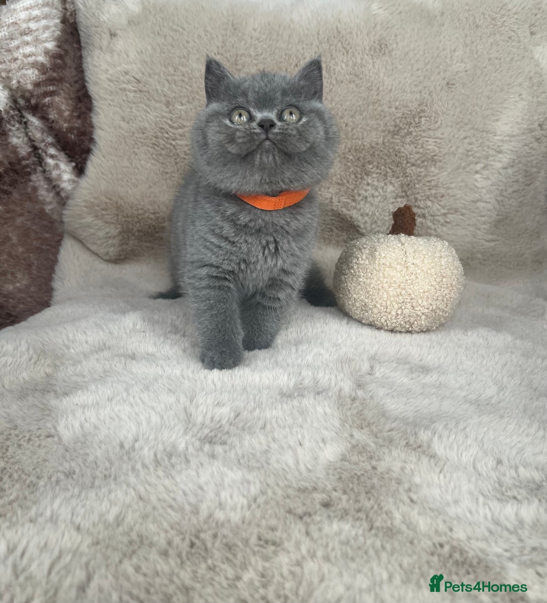 British Shorthair cats for sale: Beautiful Pure bred British shorthair kittens - Image 6