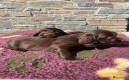 Sprocker dogs for sale: HEALTH TESTED cocker/springer spaniel puppies   - Image 18
