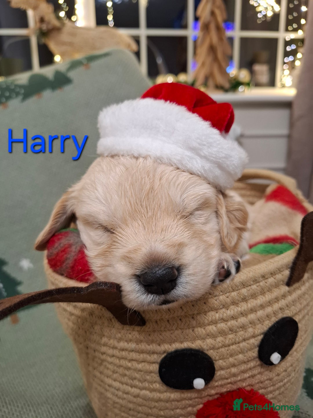 Golden Retriever dogs for sale: KC reg golden retriever puppies - Advert 37