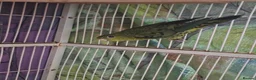 Parakeets birds for sale: Linolated parakeet pair - Advert 4