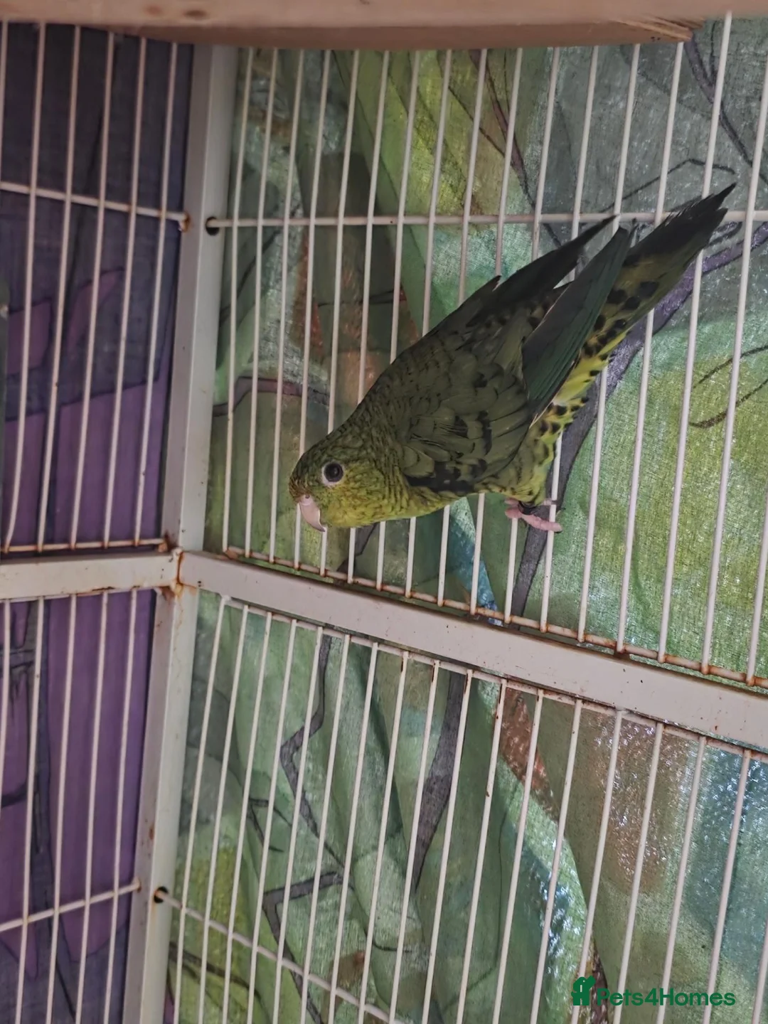 Parakeets birds for sale: Linolated parakeet pair - Advert 4