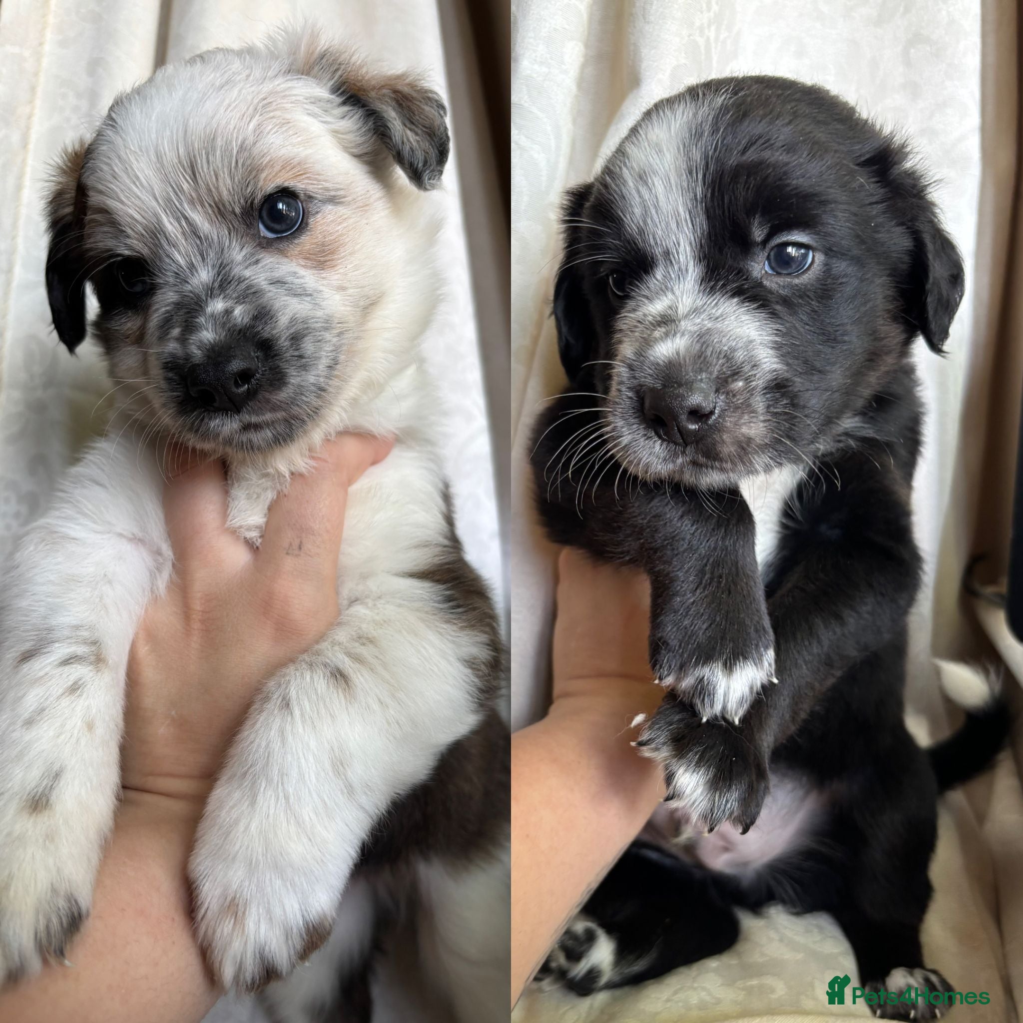 Mixed Breed dogs 2 boys £500 Border Collie x Blue Heeler/Ridgeback - Advert 4