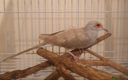 Doves birds for sale: 2 Diamond Doves for Sale - Image 2