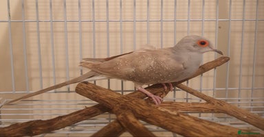 Doves birds - Advert 1