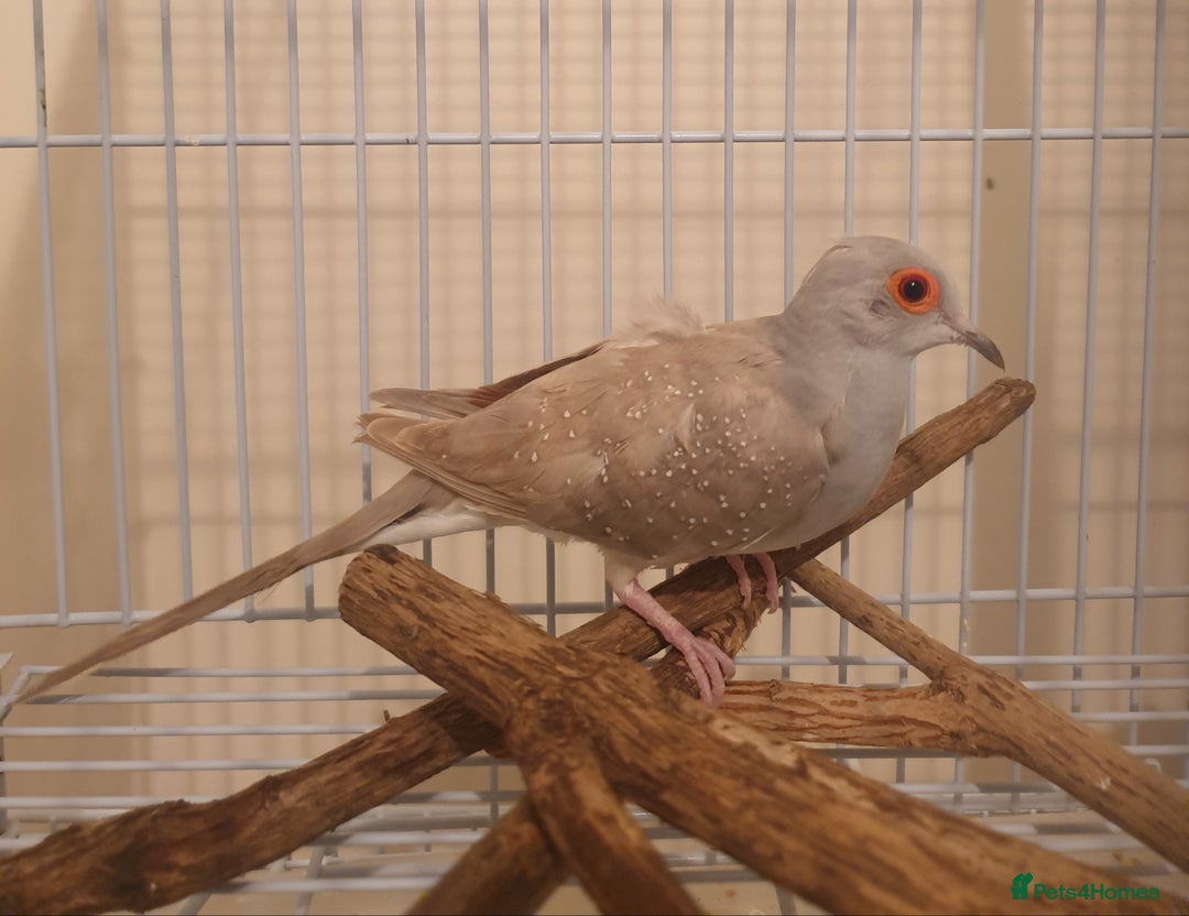 Doves birds for sale: 2 Diamond Doves for Sale - Image 2