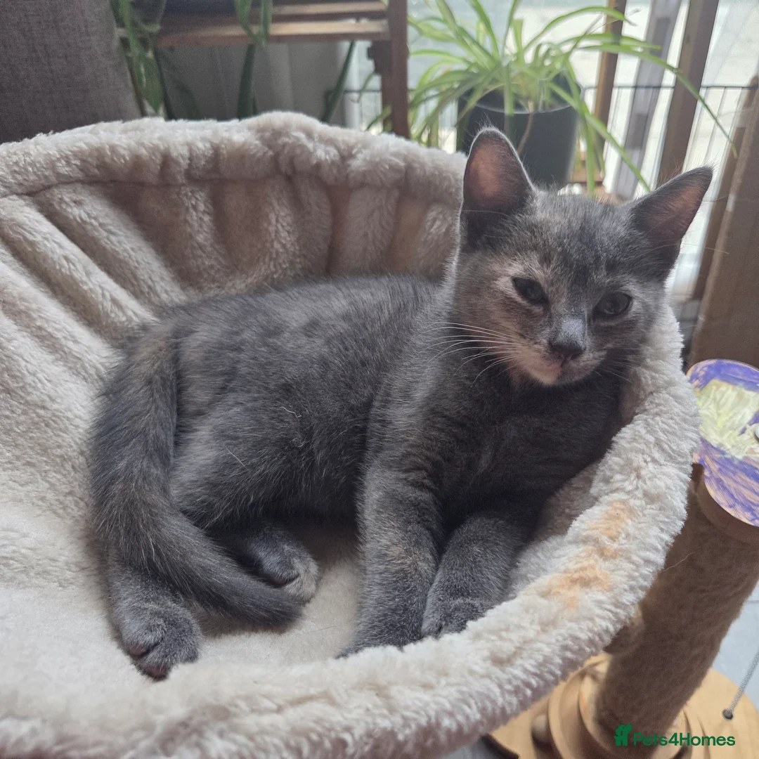 Mixed Breed cats for sale: Kittens for sale in Northwich - Advert 2