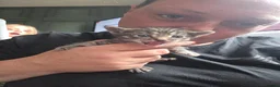 Mixed Breed cats for sale: Litter mixed breed  - Advert 4