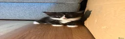 Korat cats for sale: Kittens Looking for Their Forever Homes - Advert 19