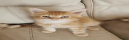 Maine Coon cats for sale: Maine coon kittens available.  - Advert 7