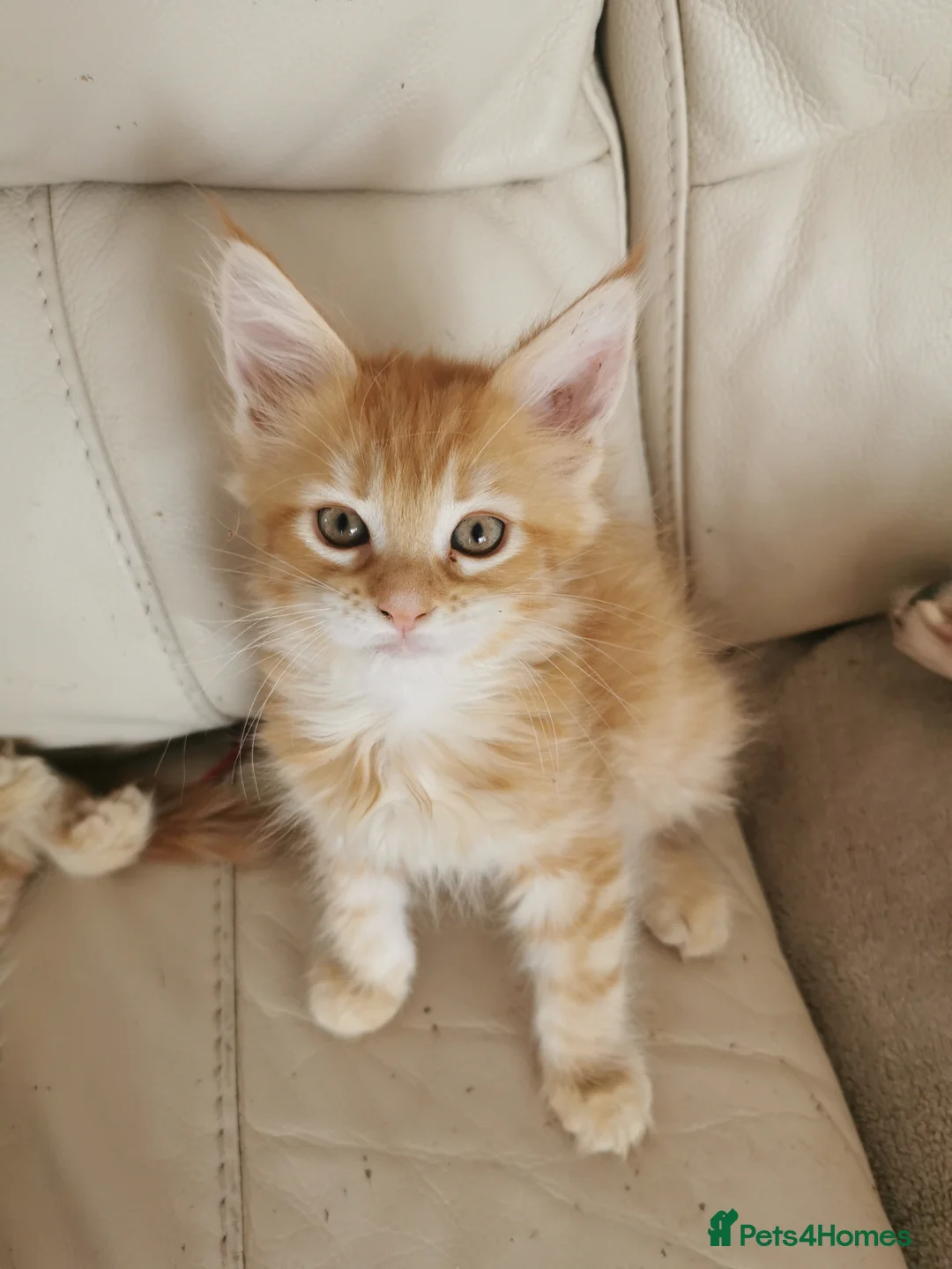 Maine Coon cats for sale: Maine coon kittens available.  - Advert 7