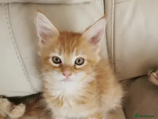 Maine Coon cats Maine coon kittens available. - Advert 1