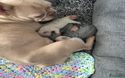 French Bulldog dogs for sale: French bulldog puppies  - Image 3