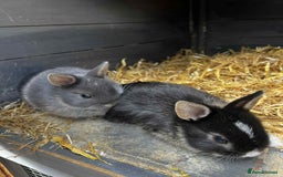 Netherland Dwarf rabbits for sale: Netherland dwarf bunnies - Image 4