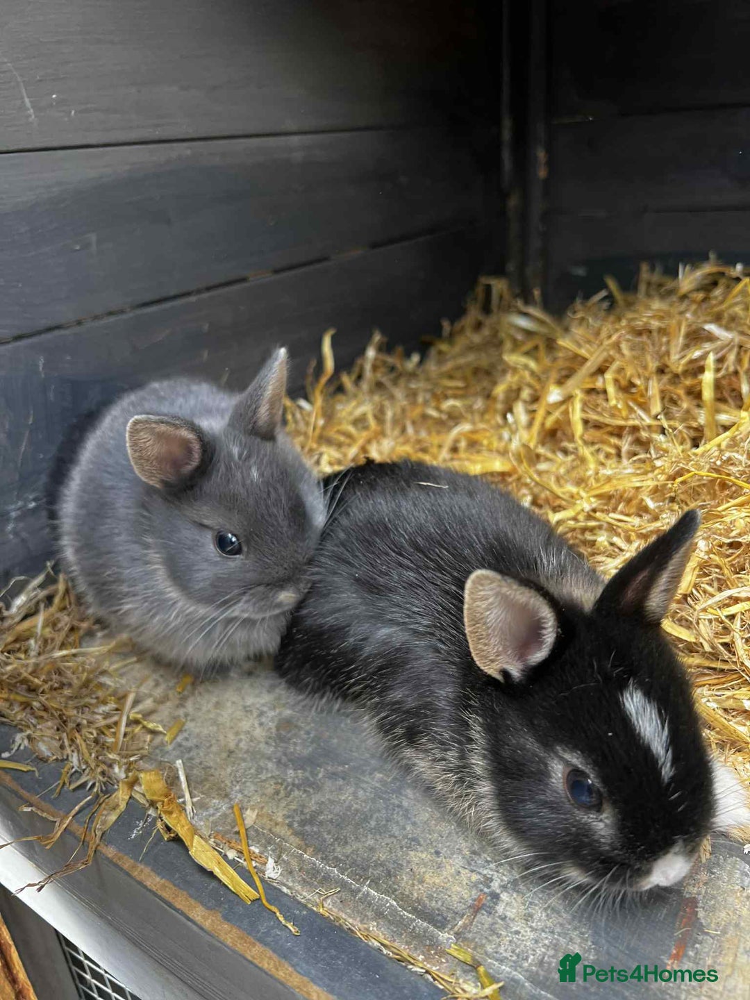 Netherland Dwarf rabbits for sale: Netherland dwarf bunnies - Image 4