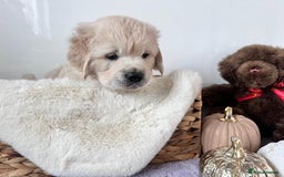 Golden Retriever dogs for sale: Golden retriever puppy's  - Image 3