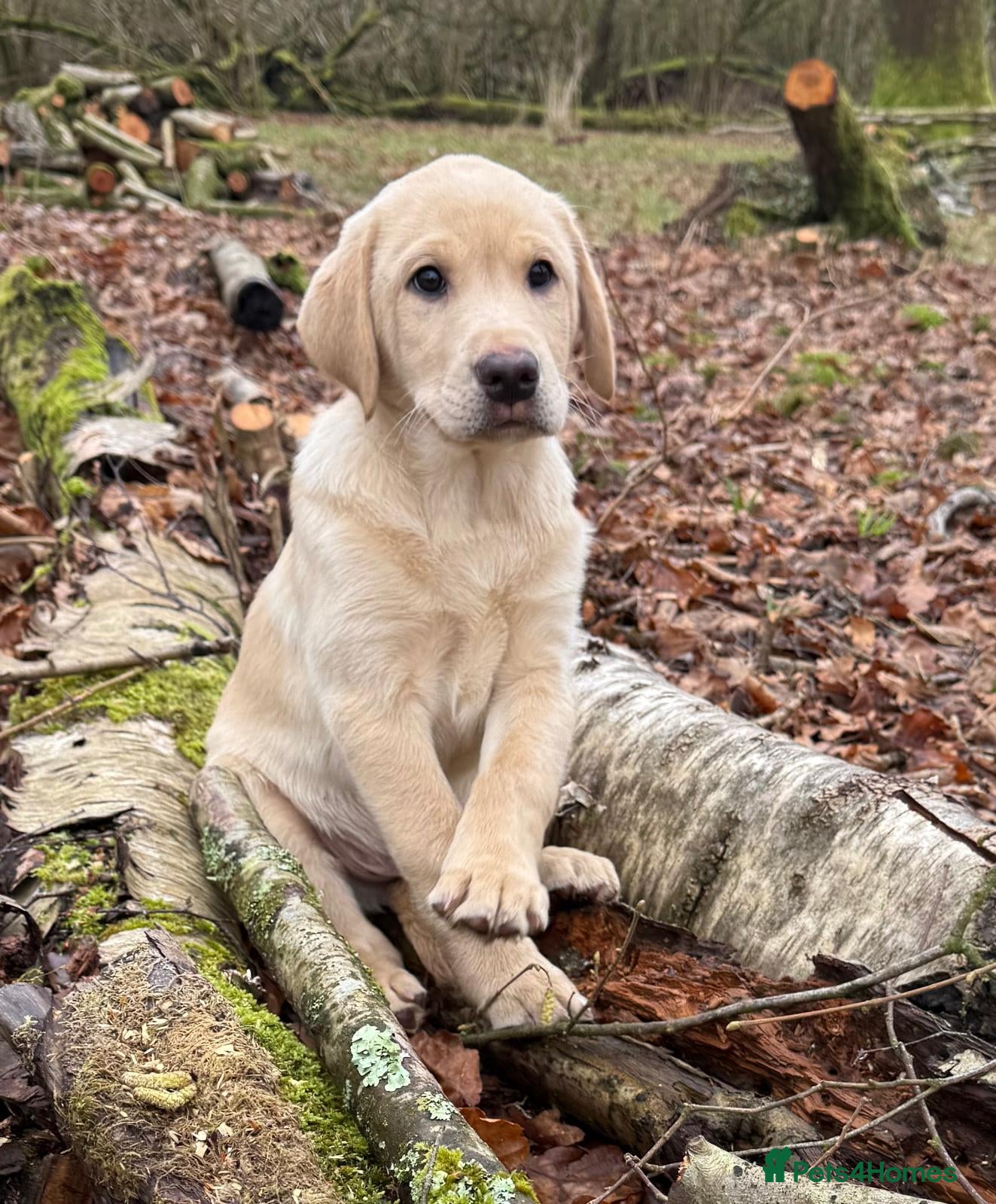 ONLY fabulous fabulous Dog REMAINING FOX