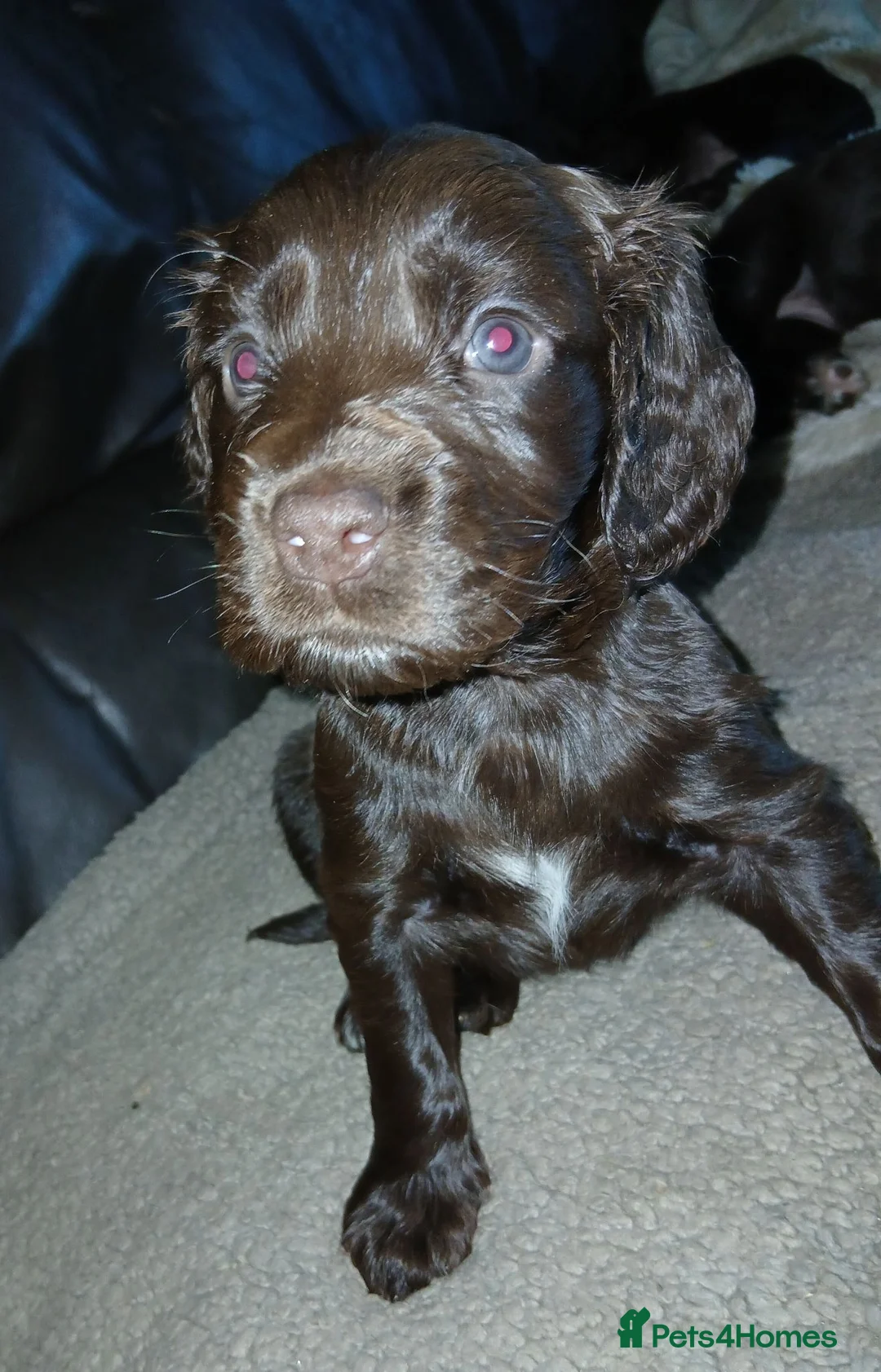 Cocker Spaniel dogs for sale: Chocolate cocker spaniel male puppy  - Advert 2