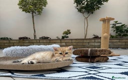 British Shorthair cats for sale: British Shorthair golden and silver - Image 10