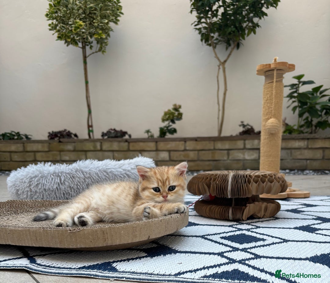 British Shorthair cats for sale: British Shorthair golden and silver - Image 10