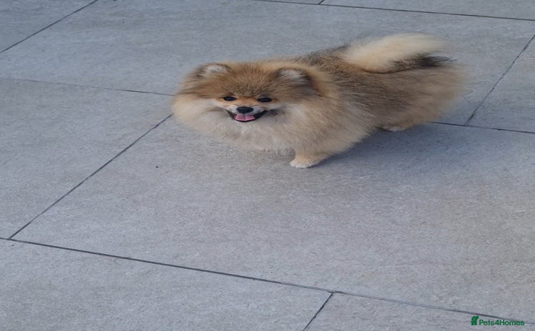 Pomeranian dogs in Basildon - Advert 3