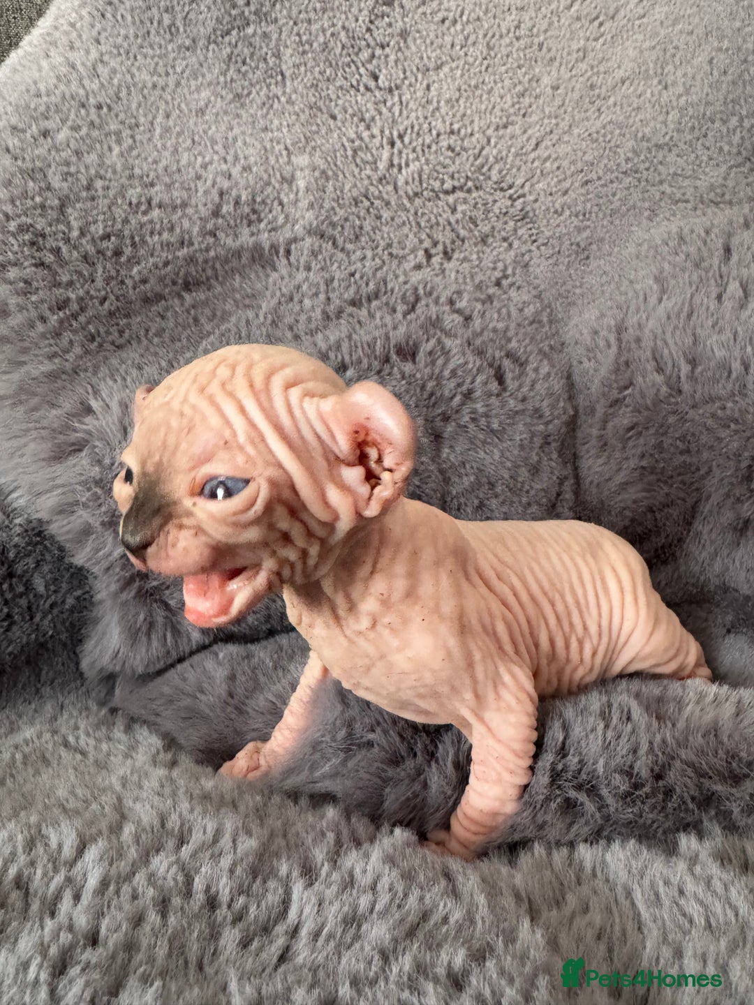 Sphynx cats for sale: 🔥Sphynx and Elf kittens🔥 - Image 4