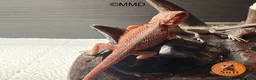 Bearded Dragon reptiles for sale: Red Monster /Zero Baby Bearded Dragons ready to go - Advert 14