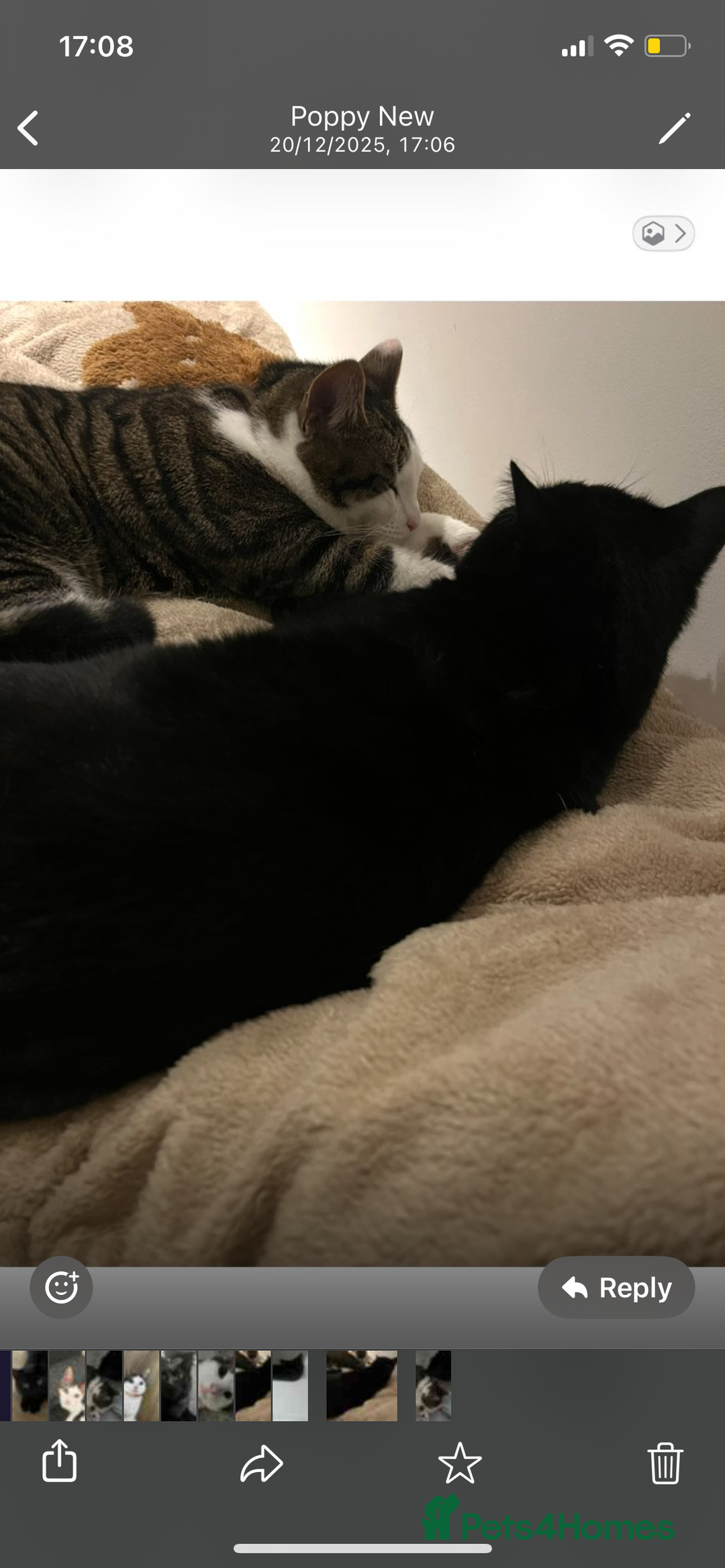 Mixed Breed cats for sale: Cats for sale - Advert 4