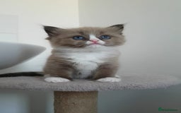 Ragdoll cats for sale: Stunning Seal Mink Mitted Female  - Image 1