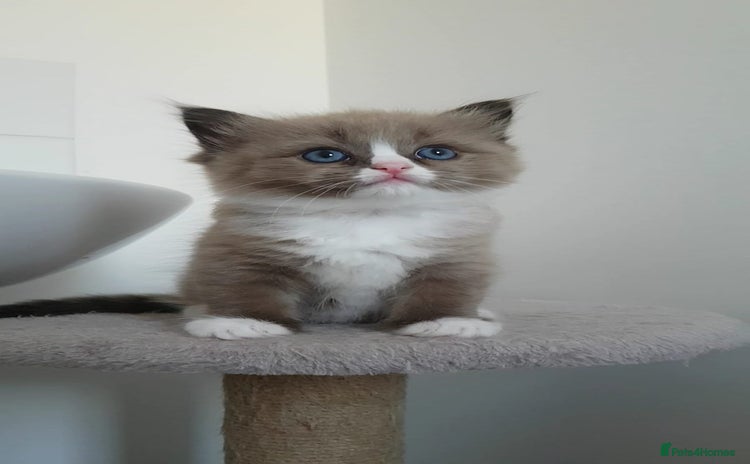 Ragdoll cats - Advert 8