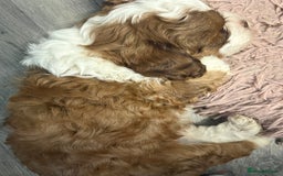 Shihpoo dogs for sale: Lovey shipooh pups  - Image 4