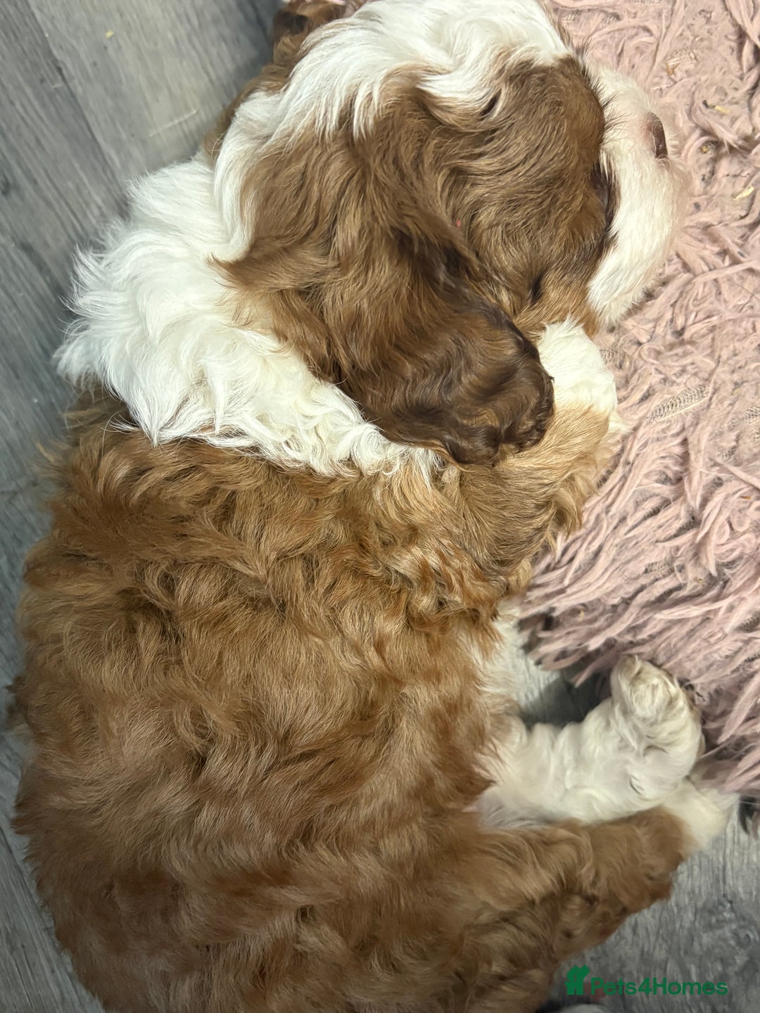 Shihpoo dogs for sale: Lovey shipooh pups  - Image 4
