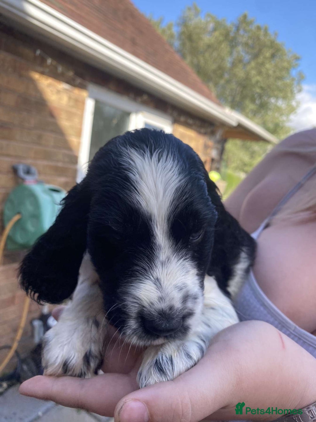 Sprocker dogs for sale: Sprocker pups ready 19th August  - Image 8
