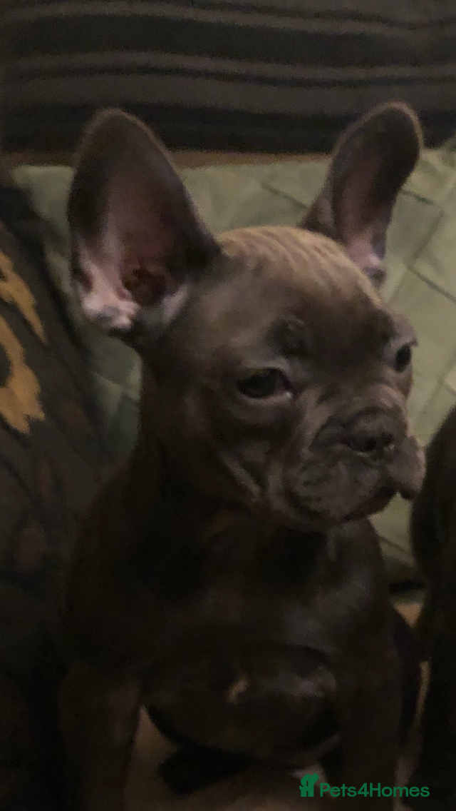 French Bulldog dogs QUALITY SOLID BLUE FRENCH BULLDOG PUPPIES  - Advert 5