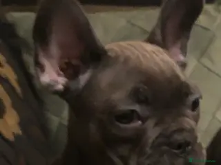 French Bulldog dogs QUALITY SOLID BLUE FRENCH BULLDOG PUPPIES - Advert 5