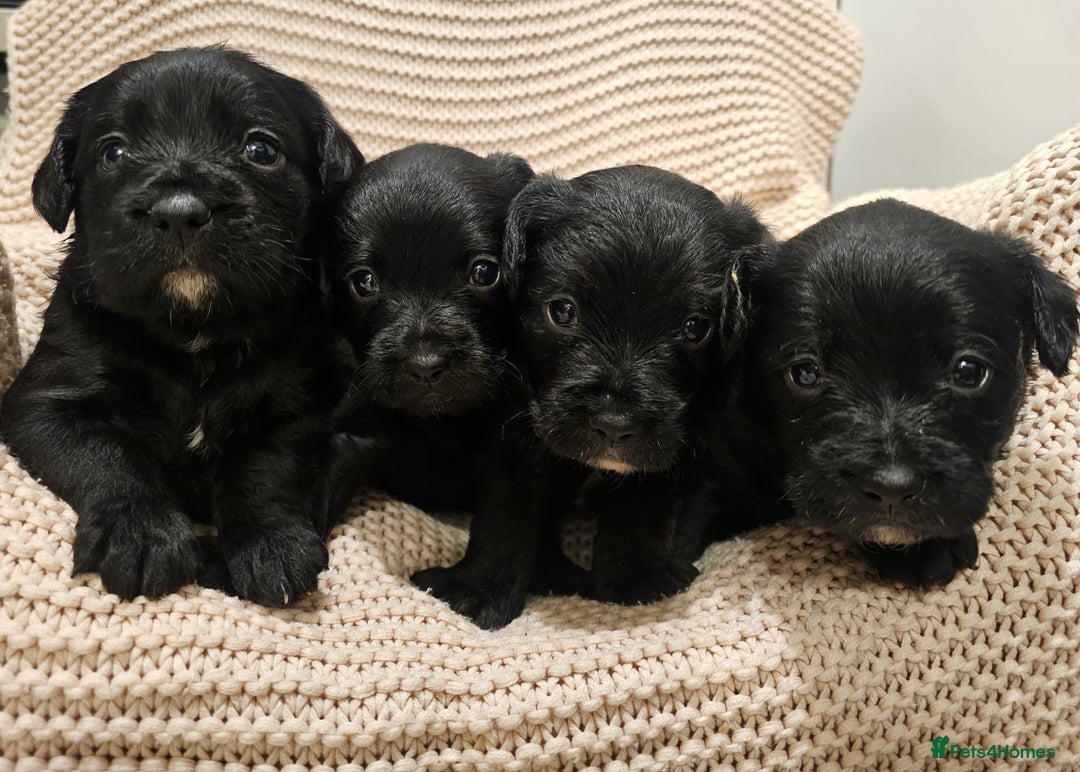 Mixed Breed dogs for sale: Froodle puppies  - Advert 1