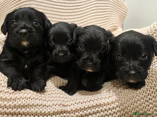 Mixed Breed dogs Froodle puppies - Advert 1