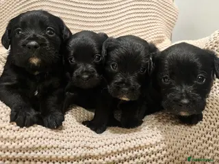 Mixed Breed dogs Froodle puppies - Advert 18