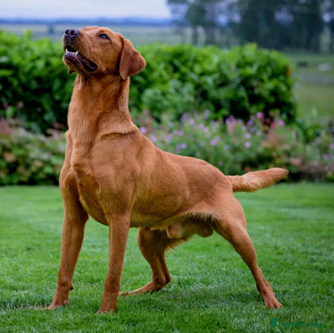 Labrador Retriever dogs for stud: KC Fox Red Lab Stud Fully Health Tested 37Ftch/Ftw in Corwen - Advert 2