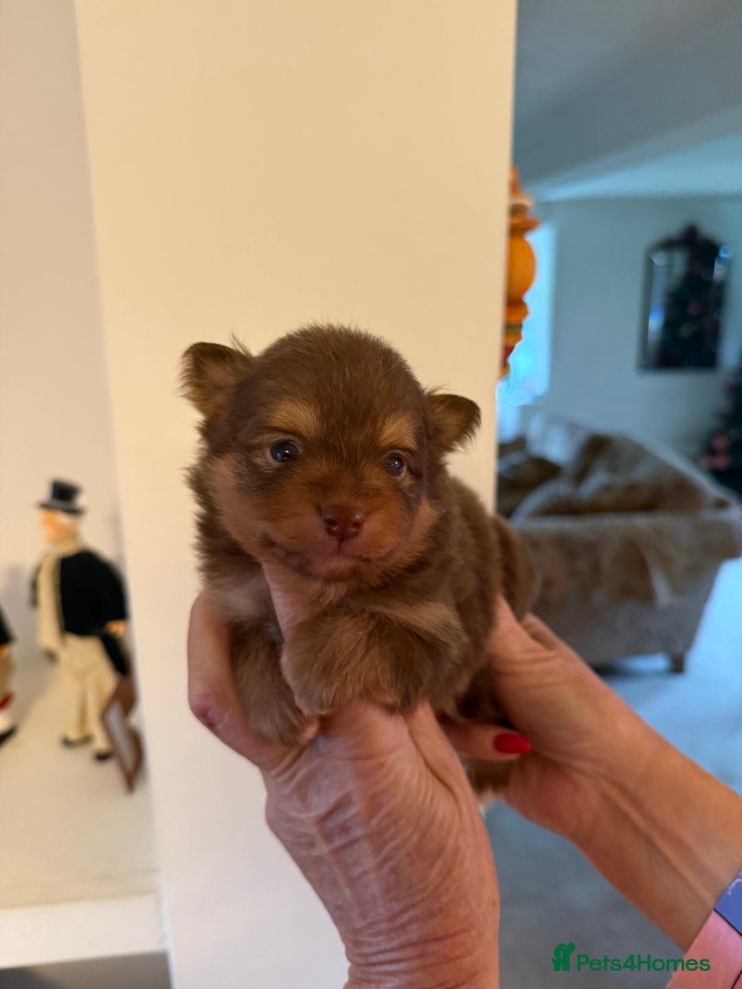 Pomeranian dogs for sale: BEAUTIFUL K.C REGISTERED POMERANIAN PUPPIES  - Advert 8