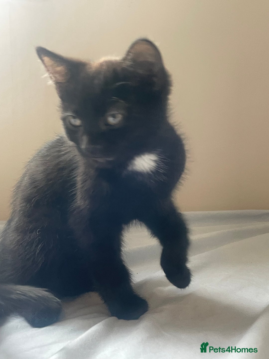 Mixed Breed cats for sale: Adorable black kitten for sale - Advert 1