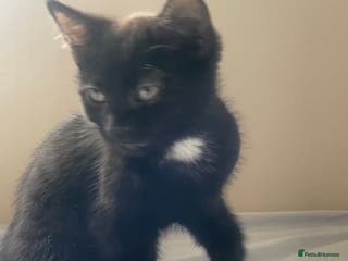 Mixed Breed cats Adorable black kitten for sale - Advert 4