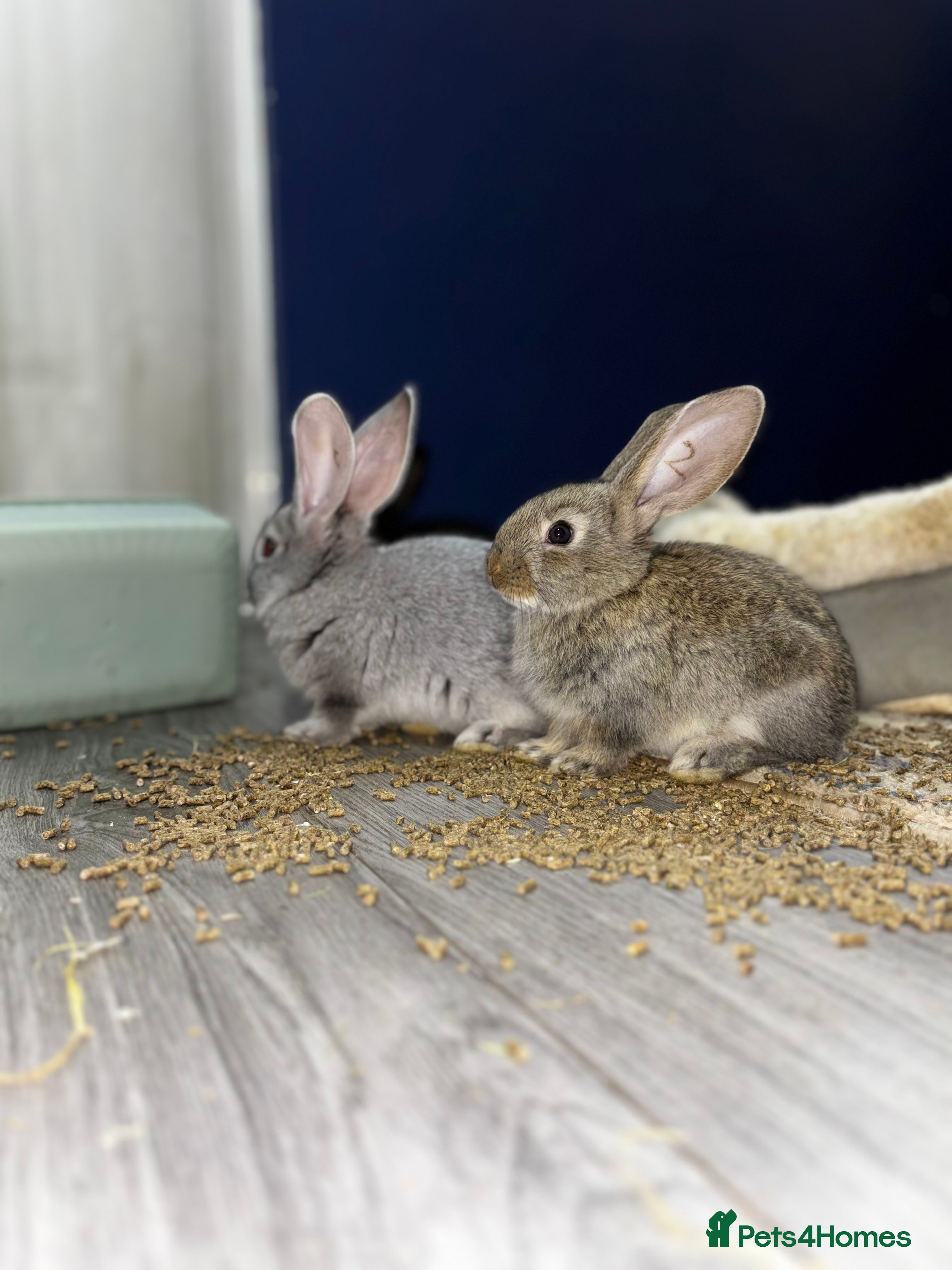 Continental Giant rabbits GERMAN GIANTS (continentals) 8 kits available  - Advert 15