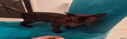 Burmese cats for sale: Beautiful Burmese girl for sale - Advert 2