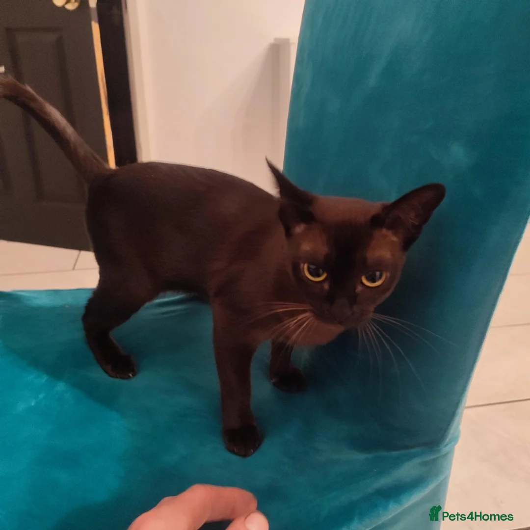 Burmese cats for sale: Beautiful Burmese girl for sale - Advert 2