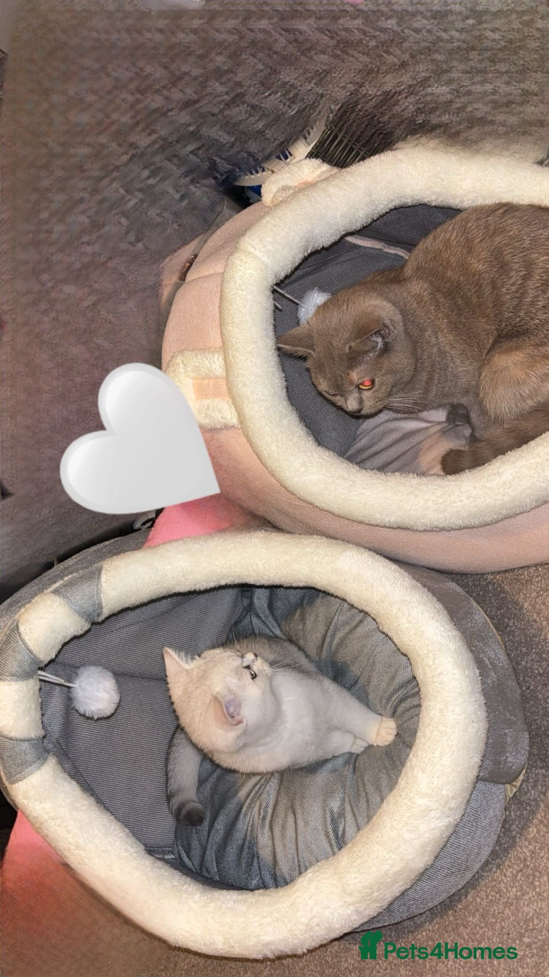 British Shorthair cats for sale: Two British Short Hairs-Have To Be Sold Together - Image 1