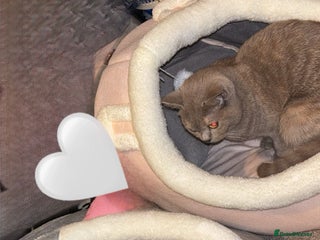 British Shorthair cats - Advert 25