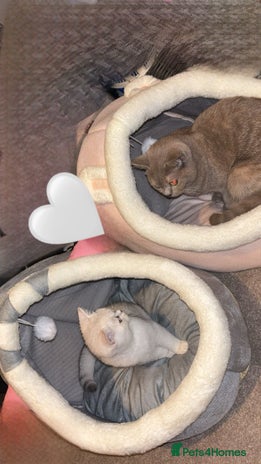 British Shorthair cats Two British Short Hairs-Have To Be Sold Together - Advert 16