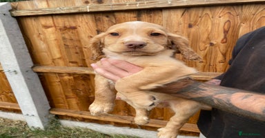 Cocker Spaniel dogs - Advert 2