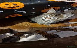 Maine Coon cats for sale: 3 maincoone x kittens - Image 19