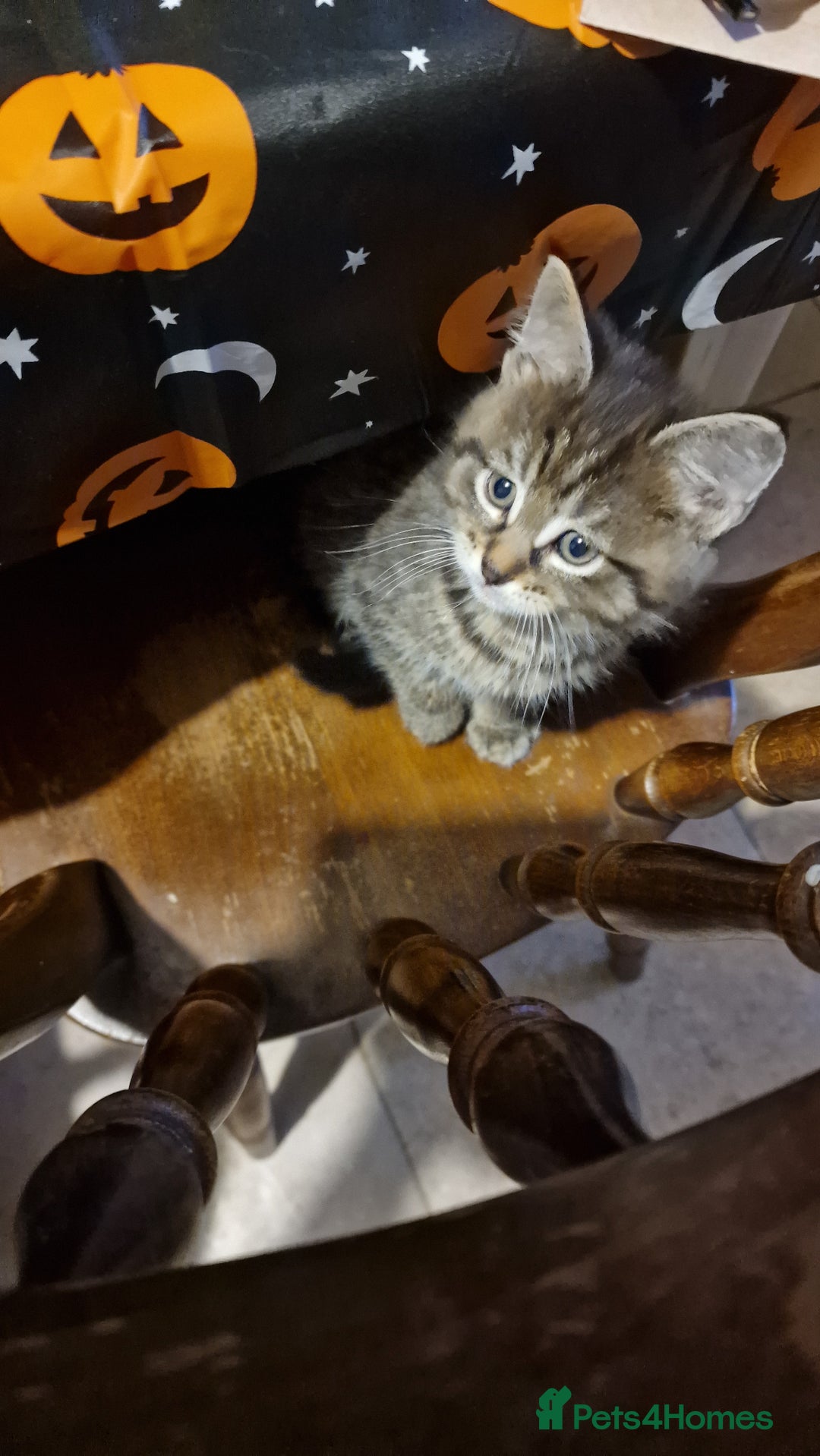 Maine Coon cats for sale: 3 maincoone x kittens - Image 19